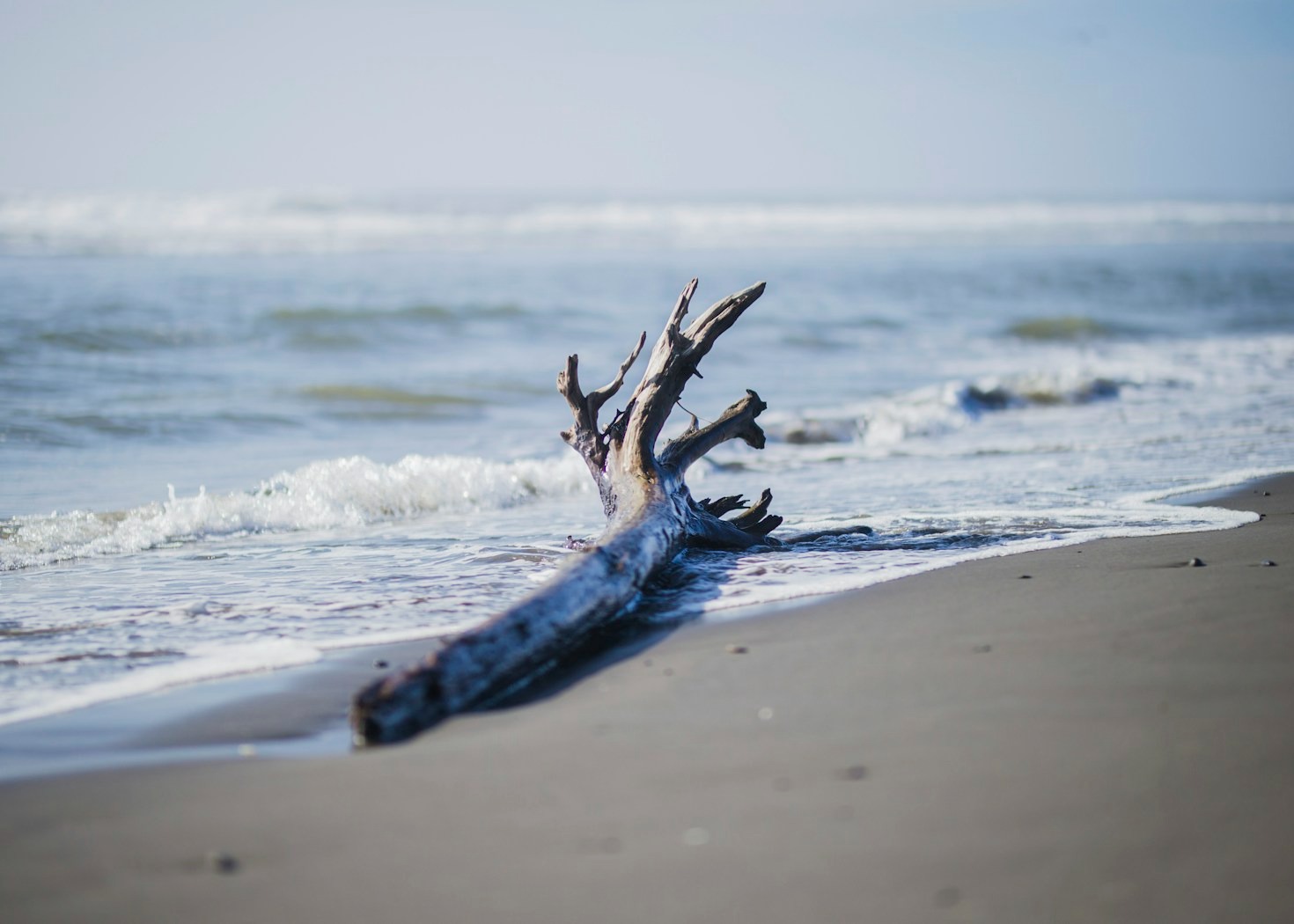 How Driftwood Becomes a Canvas for Creativity
