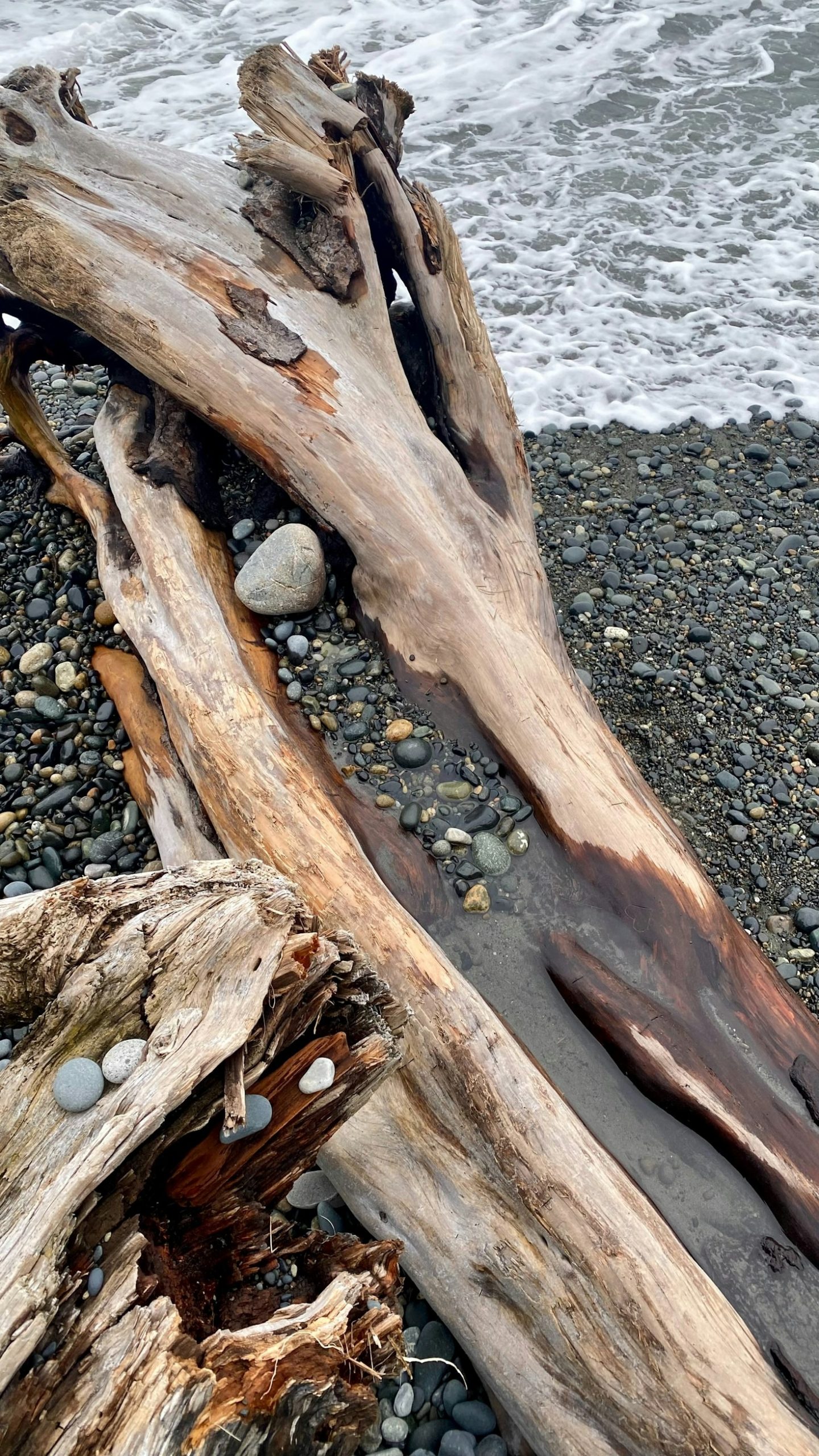 Driftwood and Nature: A Perfect Artistic Pair